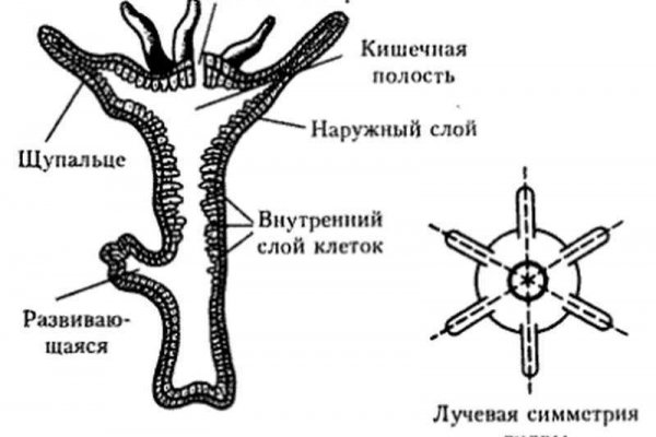 Телеграм канал гашиш